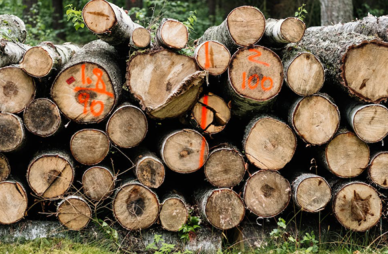 Ciekawostki o rozkwicie przemysłu drzewnego w Świebodzinie – odkrywamy zakątki 'zielonego miasta’