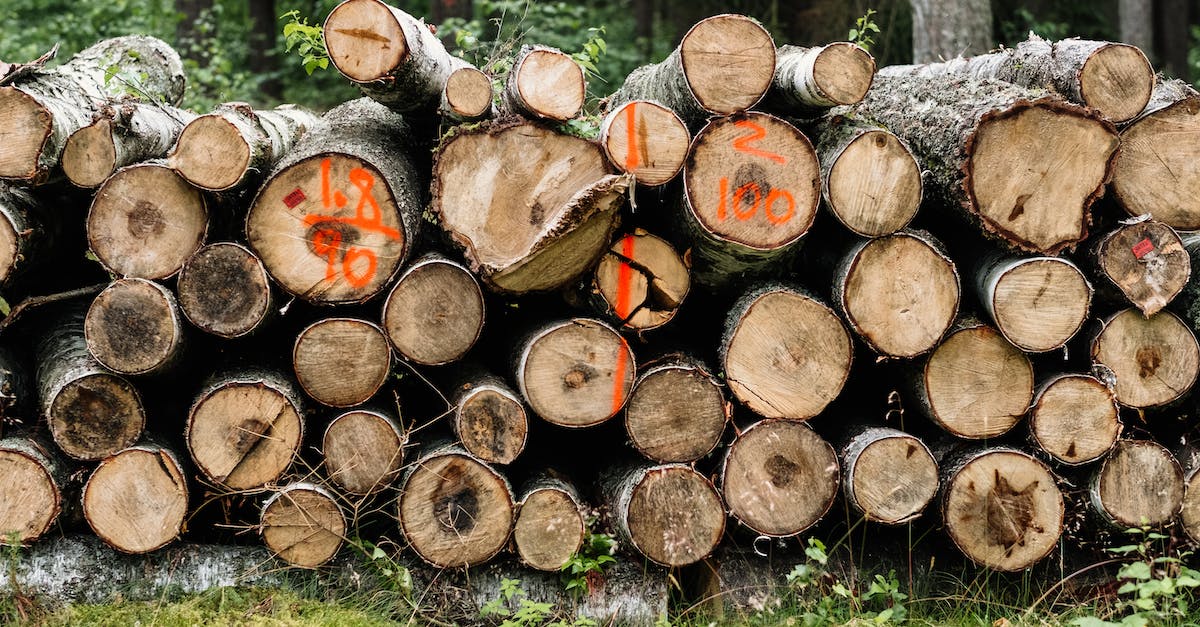 Ciekawostki o rozkwicie przemysłu drzewnego w Świebodzinie - odkrywamy zakątki 'zielonego miasta'