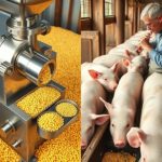 śrutowanie kukurydzy